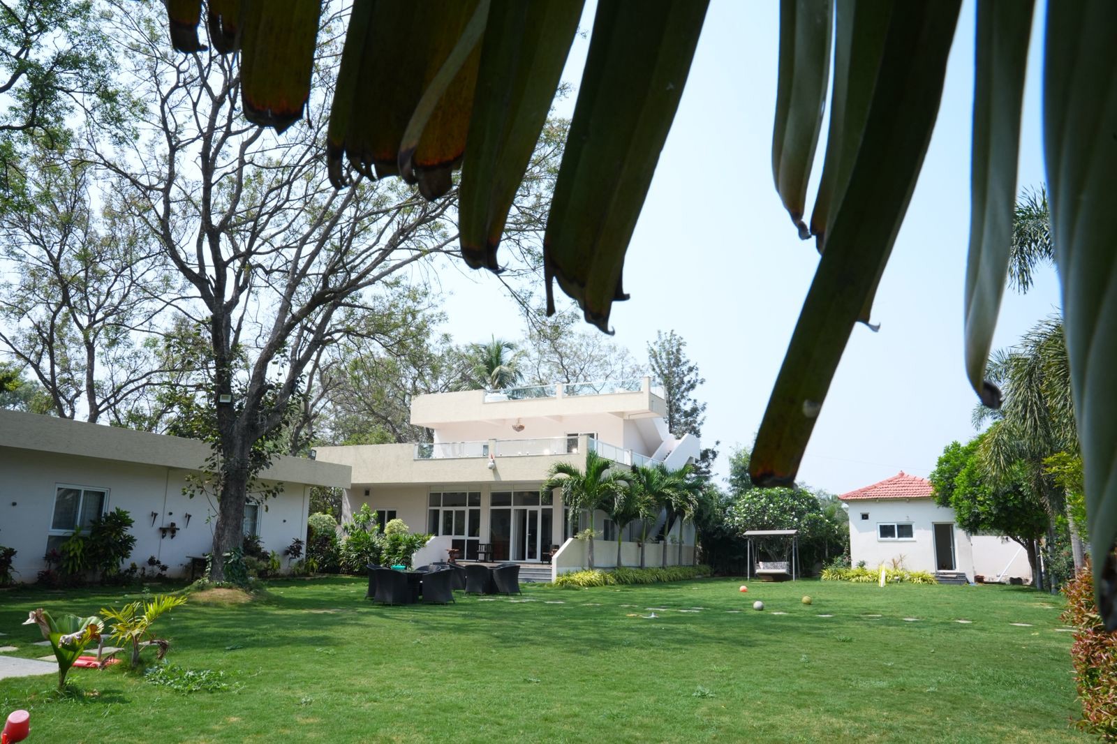 THE NEEM TREE